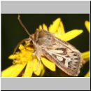 Cerapteryx graminis - Dreizack-Graseule 02 Teverener Heide.jpg